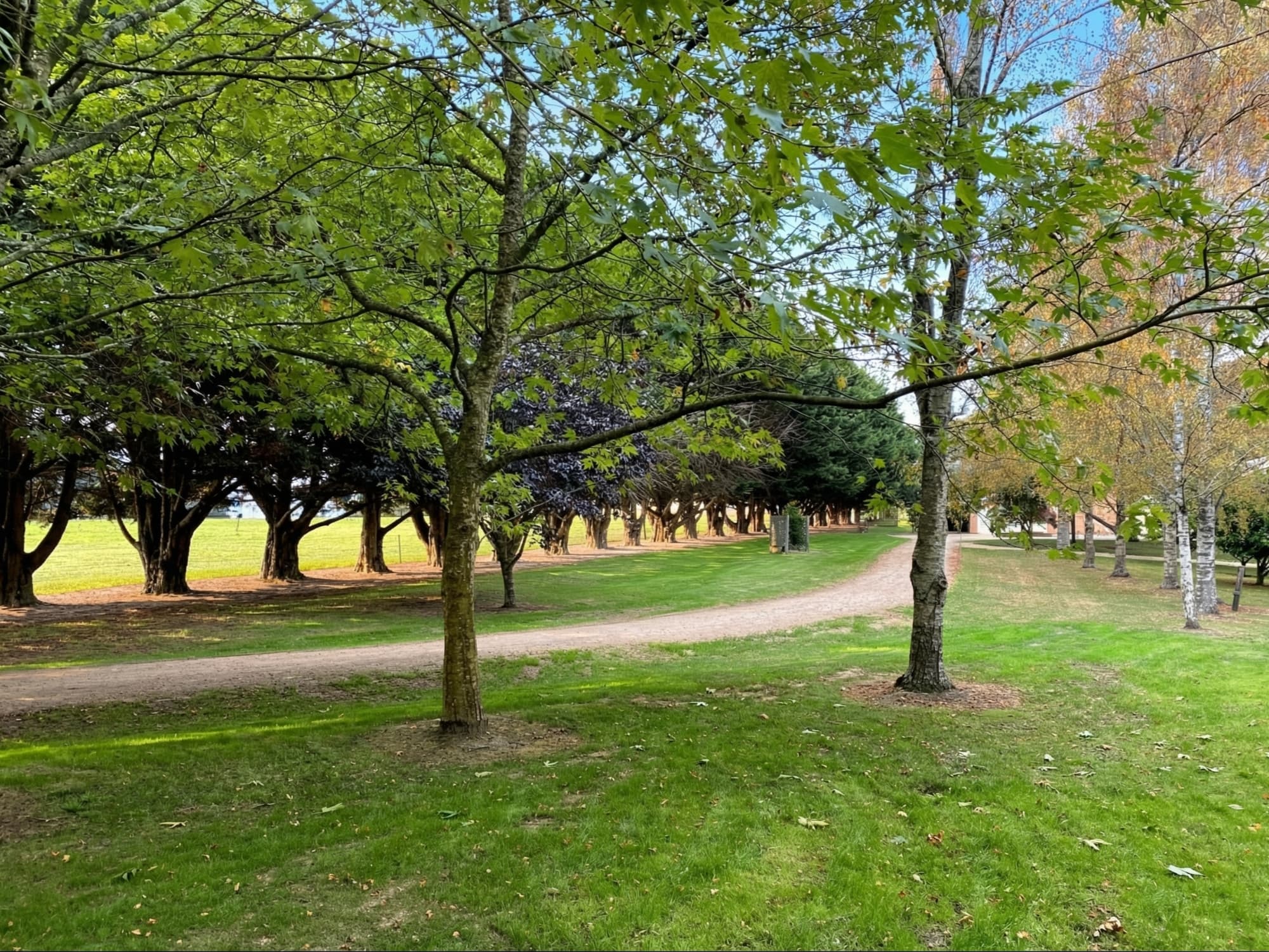 Private tree-lined rural driveway at Springbank Mardan