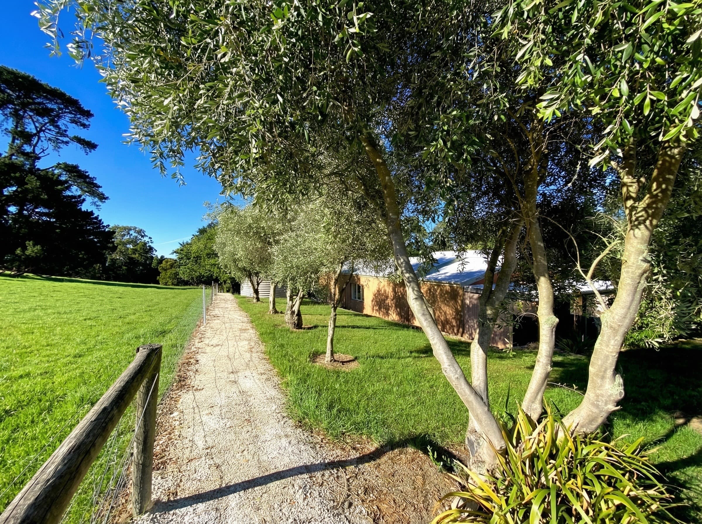 Olive tree-lined pathway through the grounds