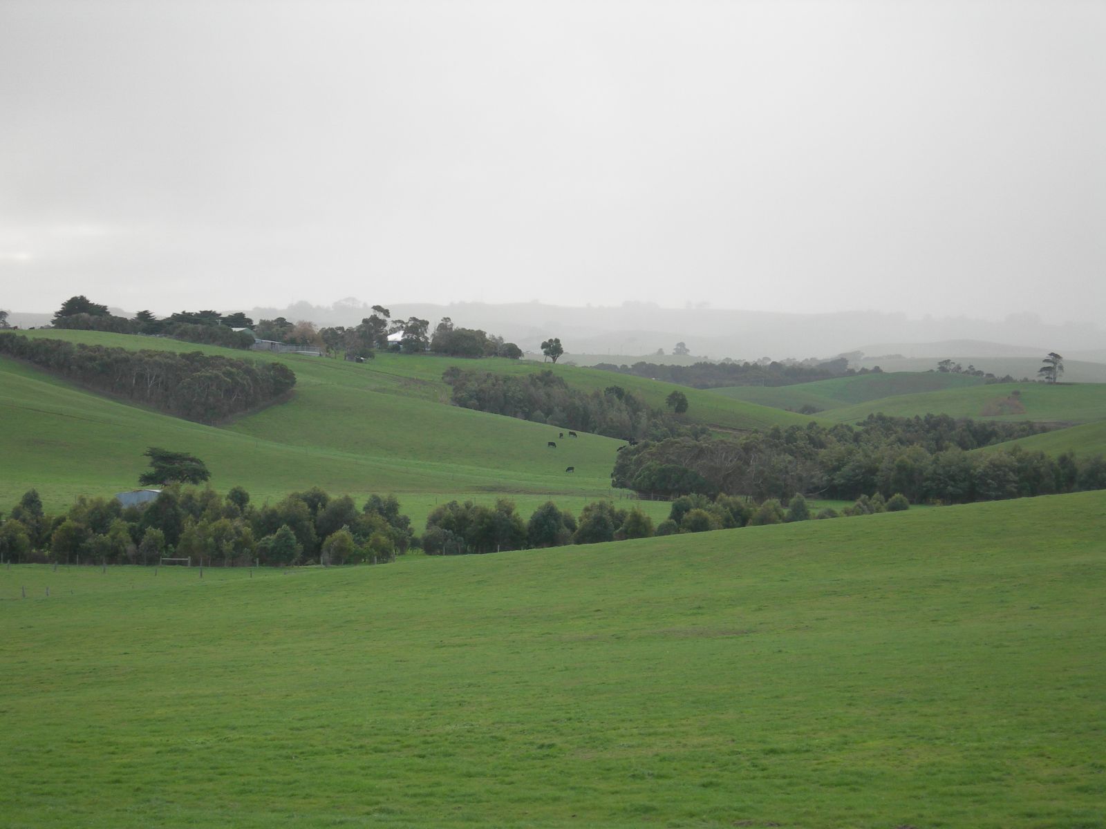 Rolling South Gippsland farmland and rural landscape